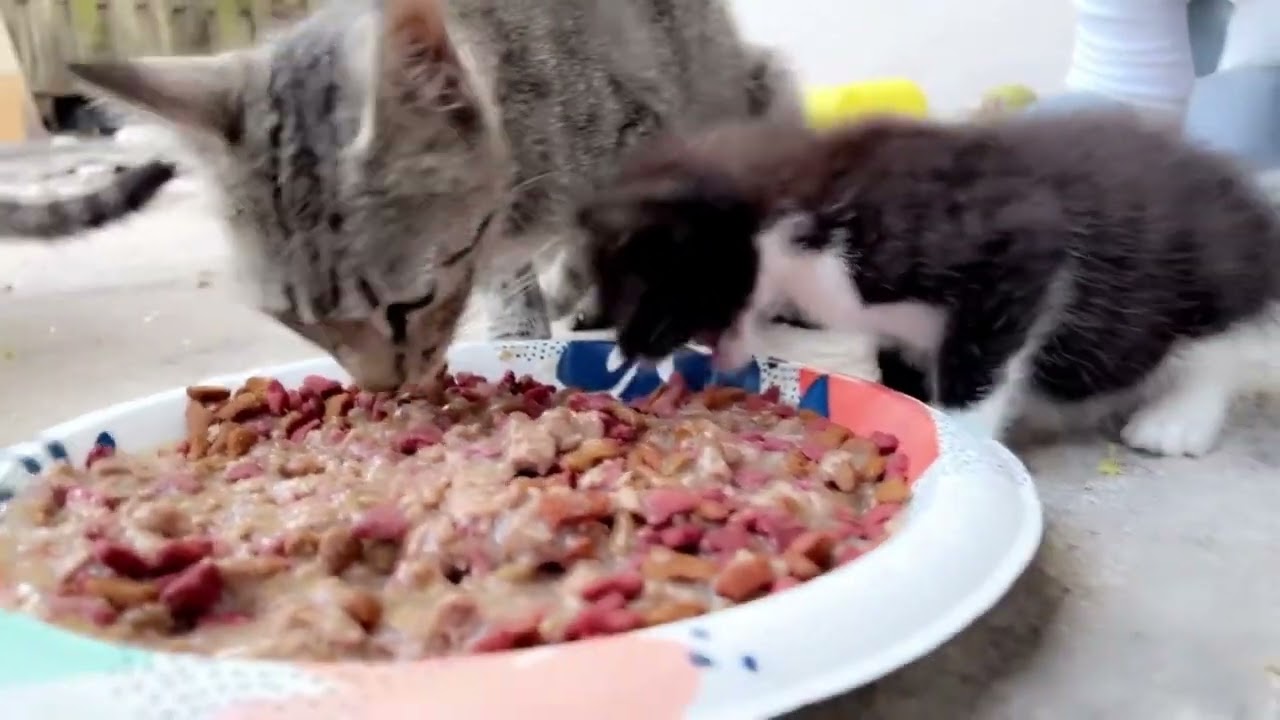 Feeding wild animals in backyard
