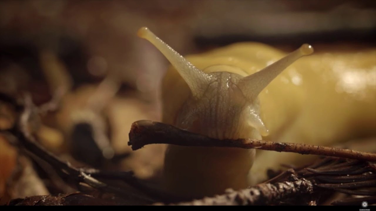 Slug Communication - YouTube