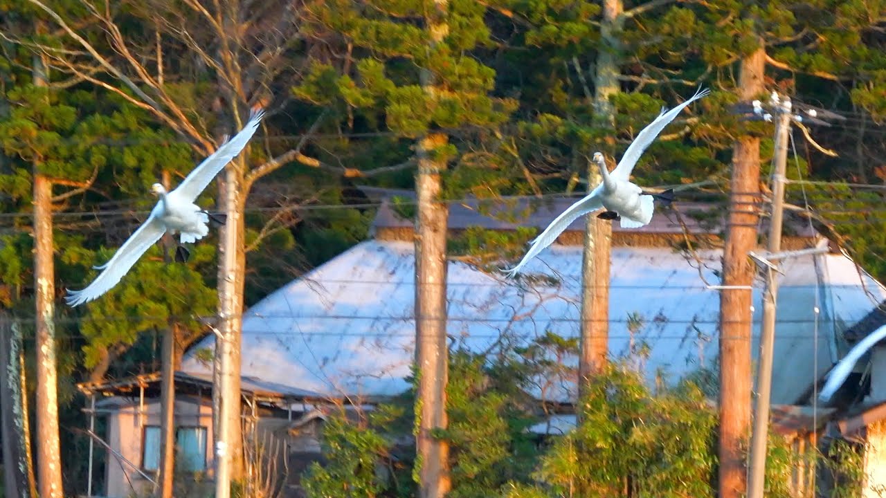 空を飛ぶ白鳥が着水する瞬間を見に行ってきた Youtube