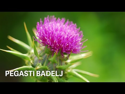 Video: Sejte Badelj