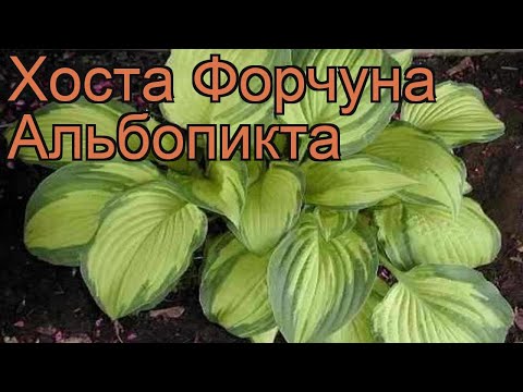 Хоста форчуна Альбопикта (hosta fortunei) &#55356;&#57151; Альбопикта обзор: как сажать, рассада хосты Альбопикта