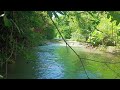 Live River Sounds for Deep Sleep, Focus & Relaxation | No Talking Nature ASMR