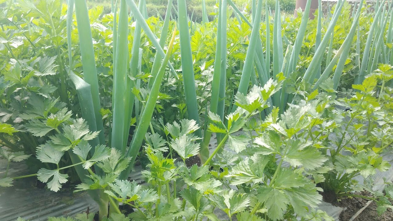 15.000/Kg Pertanian Seledri Milenial Untung Puluhan Juta.