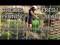 GARDEN Ep4: Changing BAMBOO Tomato Trellis, Green Chili Pruning, picking a cucumber for fresh Salad