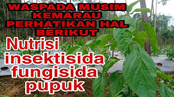 MERAWAT CABAI DI MUSIM KEMARAU AGAR TETAP SEHAT