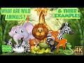 Wild animal names for kids || learn wild animals name in English || Forest animals , lion, tiger