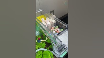 Lắp Bộ Lọc Nhiều Lớp Và Bơm Tạo Nước Chảy Trong Và Sạch Chỉ Trong Một Nốt Nhạc  #aquarium
