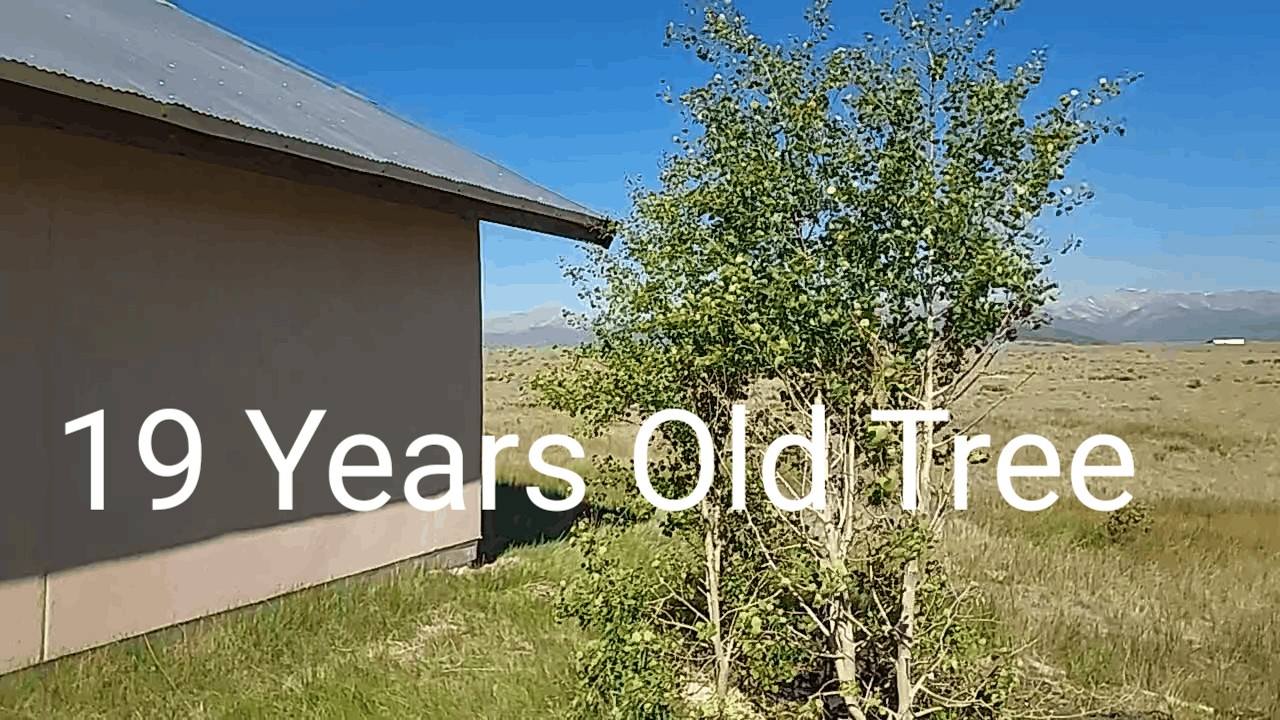 Challenges of Growing Trees in High-Altitude Rocky Mountain Soil