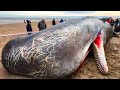 SE VEDI QUESTO IN MARE O IN SPIAGGIA, CHIAMA AIUTO