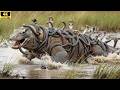 Fierce Survival: Komodo Dragons and King Cobras in a Grand Battle!