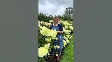 A hydrangea hedge with the florist for scale!