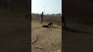 Diesel Sarli Stud Farm Tarn Taran 8196931711