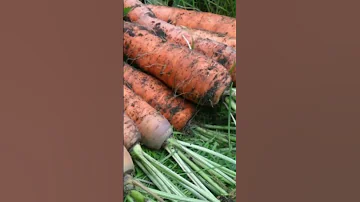 ЧТО  МОЖНО, И ЧТО НЕЛЬЗЯ ПОСАДИТЬ РЯДОМ С 🥕 МОРКОВЬЮ? (КАПРИЗНАЯ КРАСАВИЦА)