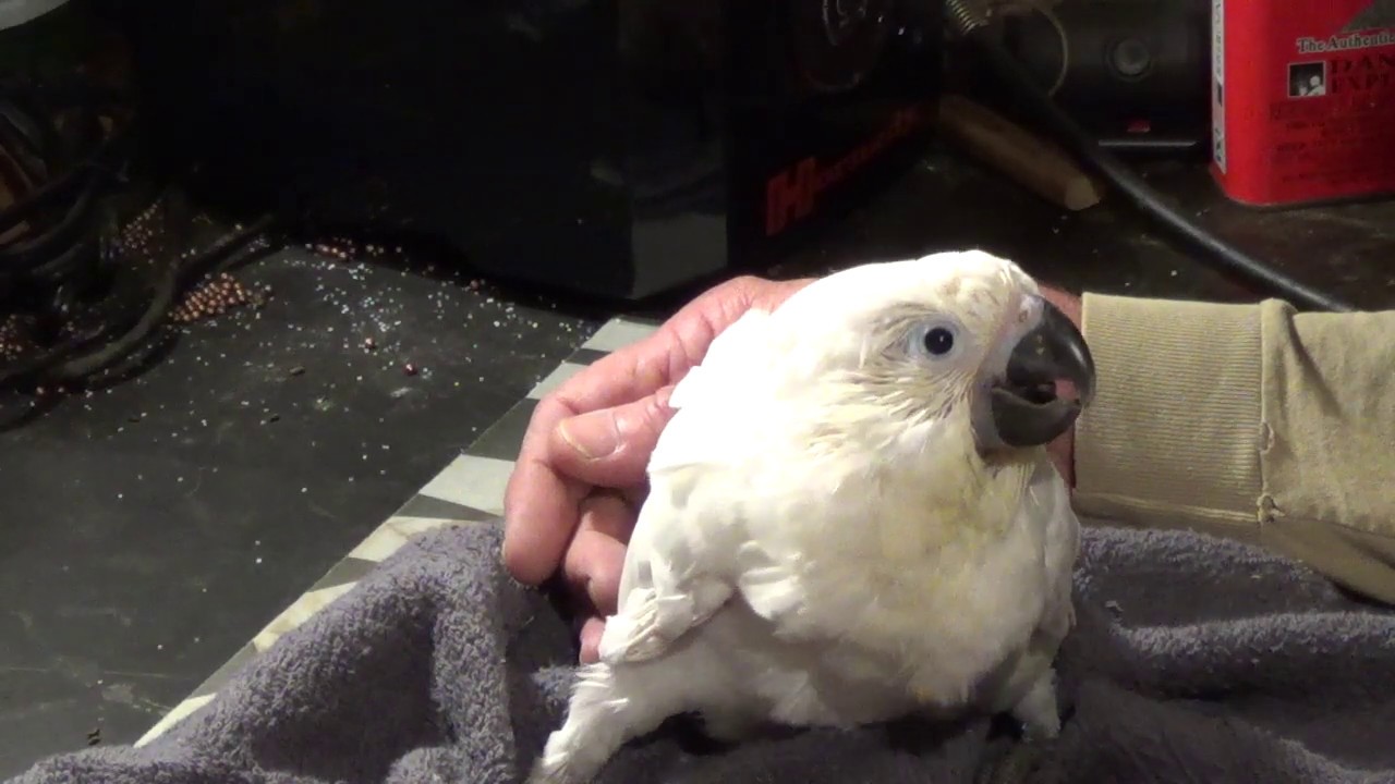 Baby Umbrella Cockatoo YouTube