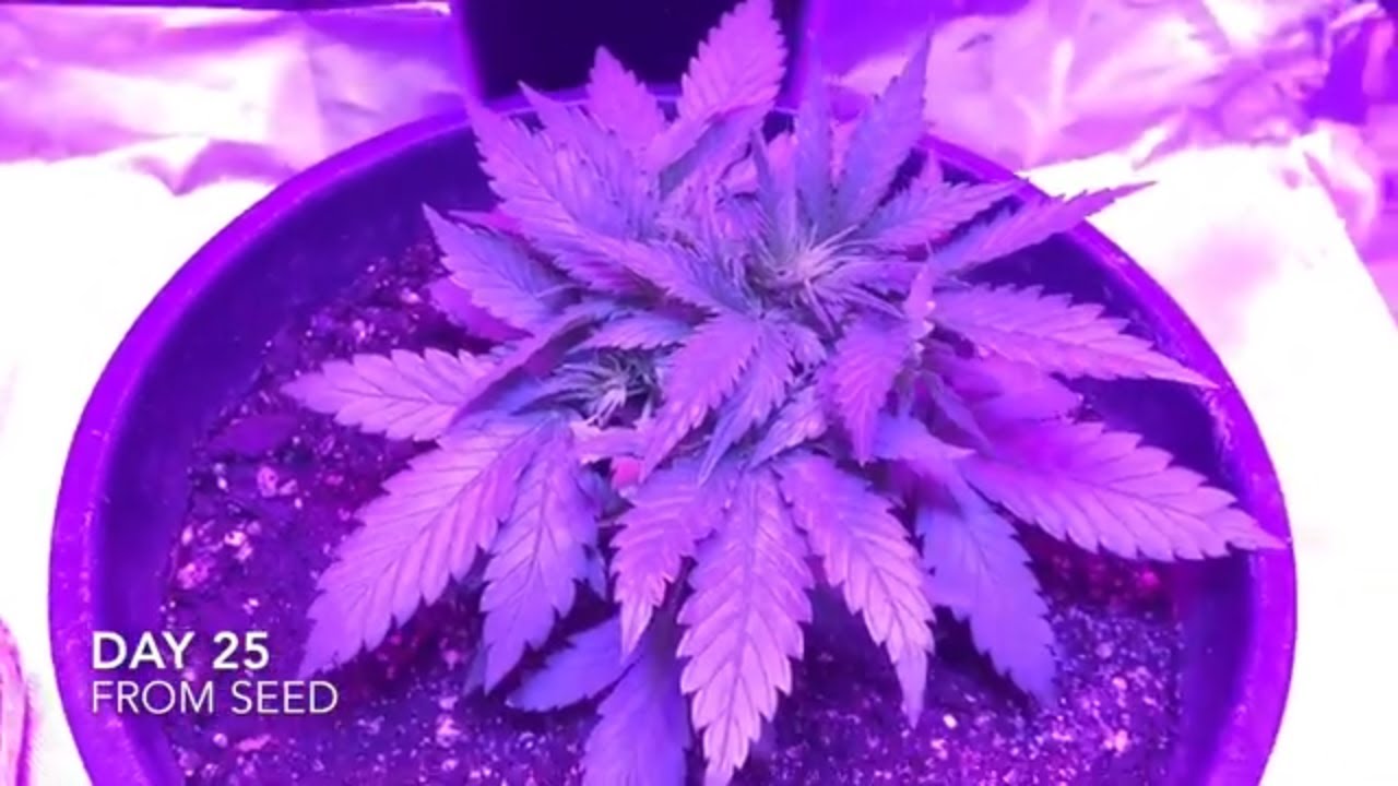 Fast Buds - GSC Auto (From Seed to Harvest) #3