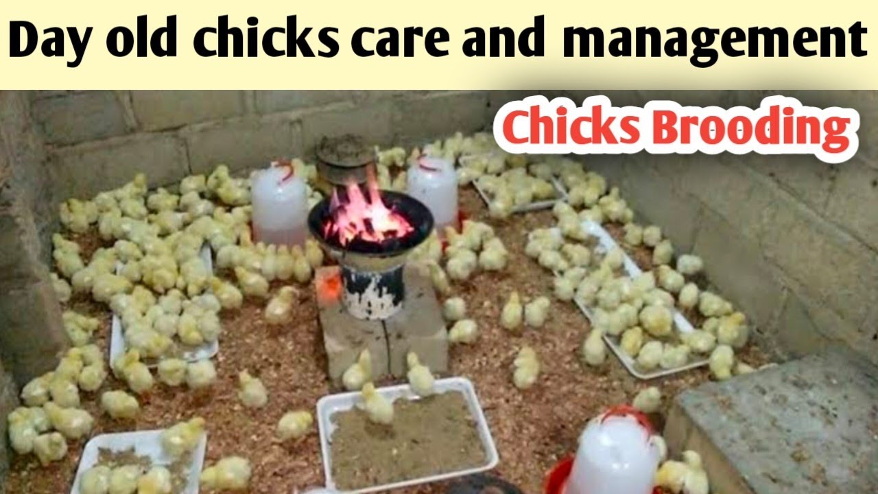 Chicks Brooding Day 01 | Day Old Chicks Care And Managment | how to chicks brooding