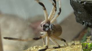 Large Desert Huntsman Spider