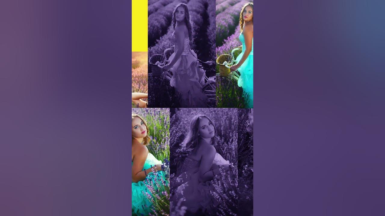 LAVENDER FIELD ON SUNSET PHOTOSHOOT IN NATURAL EVENING LIGHT