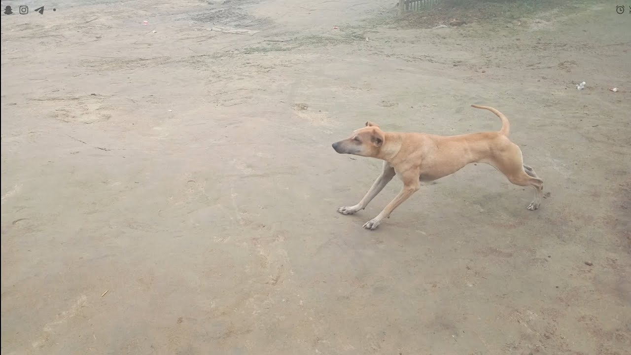 🤣 Ye Dog To Comedian Nikla 😂 | Funny Dog Video🐶 Is Kutte Ne Sabko Hasa Diya