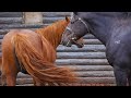 Horse First Time Meeting Full Video Новая Кобылица в гостях у жеребца Horse First Time Meeting Full Video Новая Кобылица в гостях у жеребца