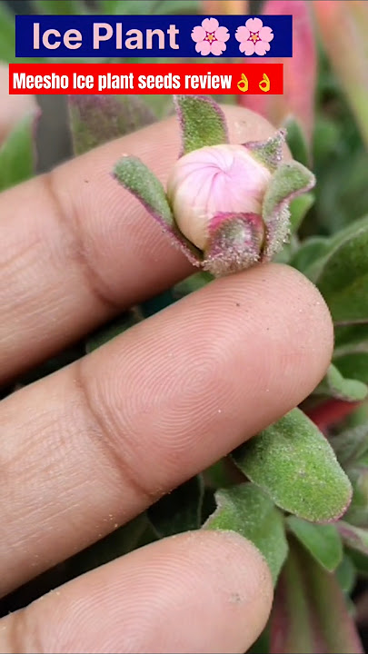 ICE FLOWER🌸🌸//MEESHO Winter flower seeds// MEESHO ICE PLANT Seeds Review #garden #shorts