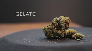 Gelato Strain Review Nightly Bud