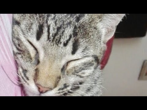 Gato