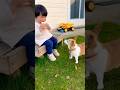 転けちゃったwwwww #ai #柴犬 #shorts