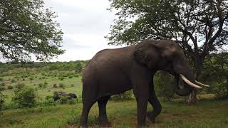 Botswana - Elephant Herd and Trumpet