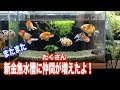 【金魚水槽】新金魚水槽の仲間が増えたよ！過密水槽。