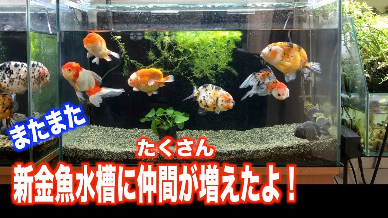 喜氣洋洋魚缸 我家吉工廠 痞客邦