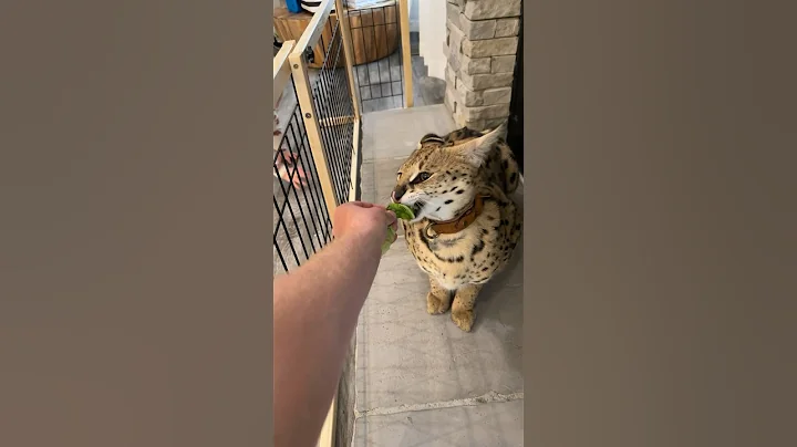 Watch the video about Vegan Cat #vegan #serval #servalcats #shorts