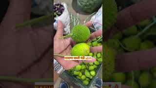 Date 25/06/2026 Narwana sabji mandi #vlog #trendingvideo