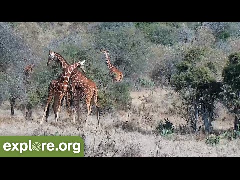 Giraffe Necking | Displays of Dominance