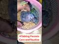 Talking Parrot Babies🦜🐥🐥| Baby Talking Parrots🐣🦜🦜 #baby #talkingparrot #pets #shorts #youtubeshorts