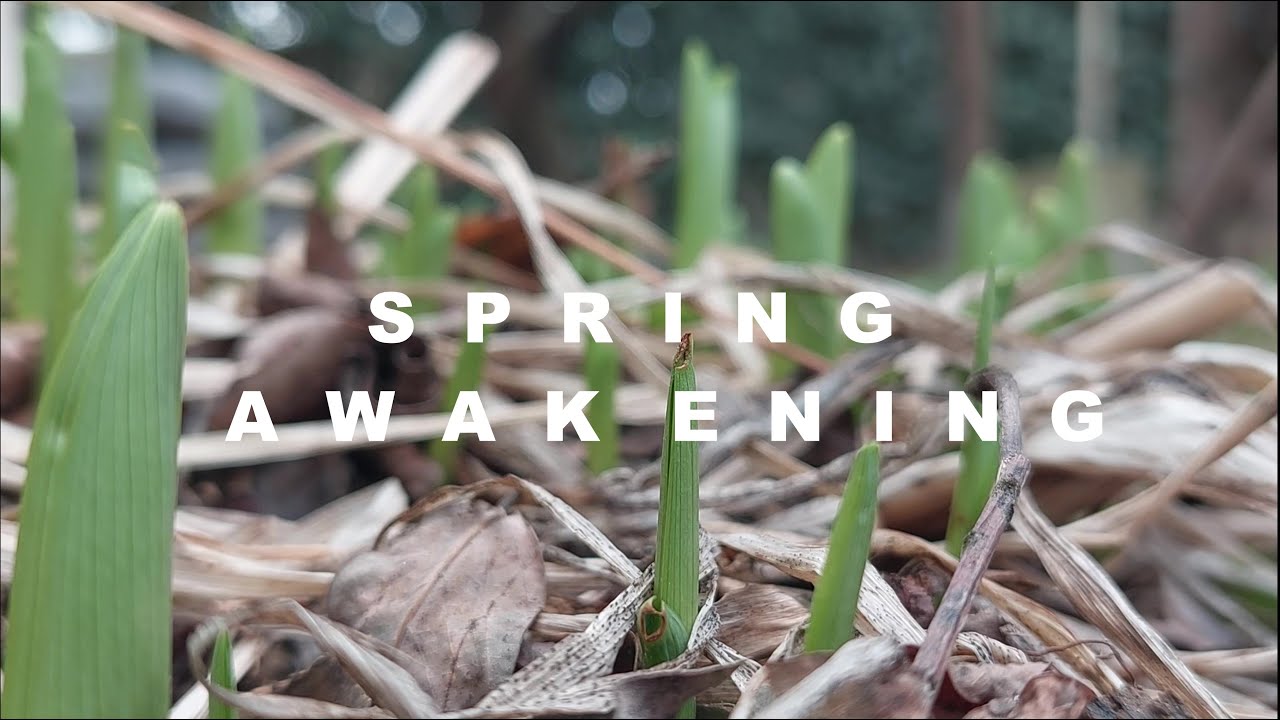 Spring awakening: pruning grapevines, fertilizing, composting, planting flowers, propagation