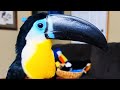 Pre-Christmas Toucan Stream!