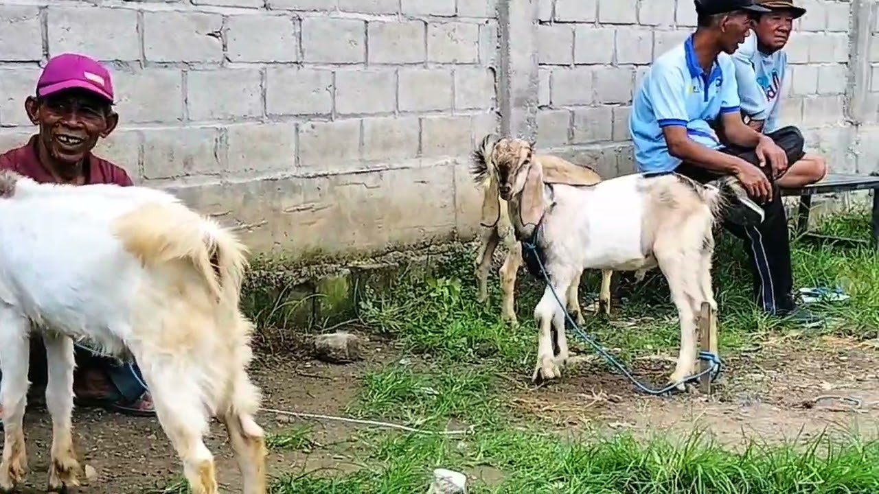 KONDISI PASAR HEWAN JAMBON TGL 14 FEBRUARI 2026 SABTU PAHING 