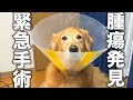 愛犬に腫瘍が発見され緊急手術が行われました