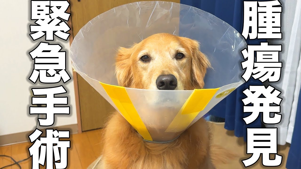 愛犬に腫瘍が発見され緊急手術が行われました