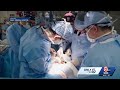 Boston doctors say pig kidney helped patient reach human transplant