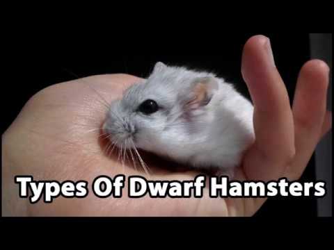 Video: Mittilar Hamsterlari Qanday Turdagi