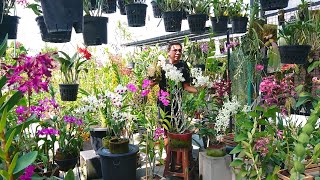Special ready premium collection flowers, Cattleya, Farmeri, dendrobium full sun on the sultan's ...