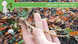 Kurz-Wissen: Wurzel(n) der Ährigen Teufelskralle - Essbares aus Wald & Wiese im Herbst/Winter