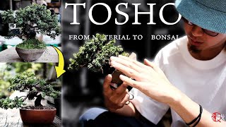 【杜松】素材から盆栽になるまで【盆栽Q】