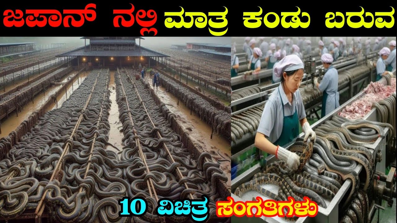 Top 10 Things That Only Exists In Japan | Japan Facts In Kannada