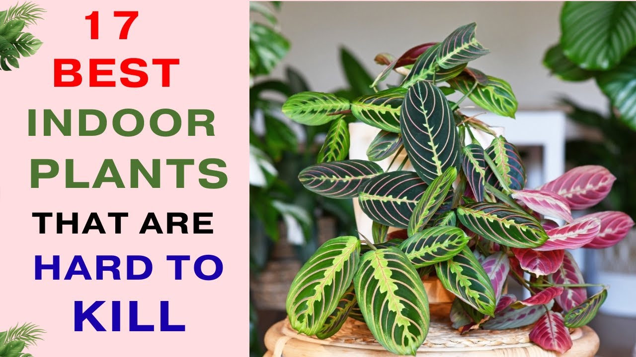 17 Best Indoor Plants That Are Hard to Kill | Long Lasting Indoor Plants