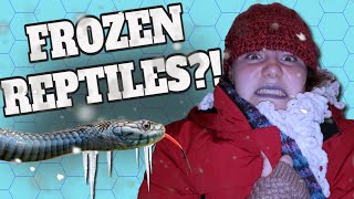 Top 5 Coolest Cold Tolerant Reptiles!!  #nurtureallnature screenshot 5