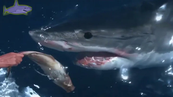 The Good Ol' Days of White Sharks: Featuring Valer...