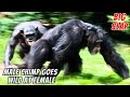 Alpha male chimpanzee carlos loses his temper with female chimp